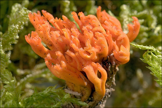 Imagem de Calocera viscosa (Pers.) Fr. 1821