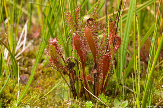 صورة Drosera anglica Huds.