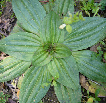 Image of tall coastal plantain