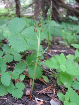Image of stalked moonwort