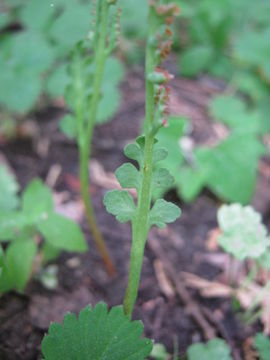Image of stalked moonwort
