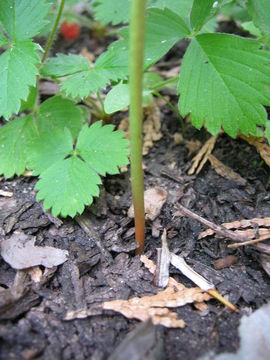 Image of stalked moonwort