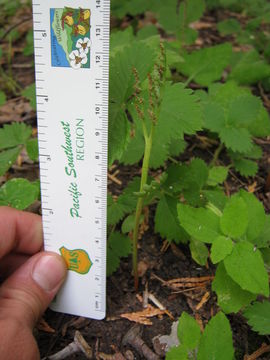 Image of stalked moonwort