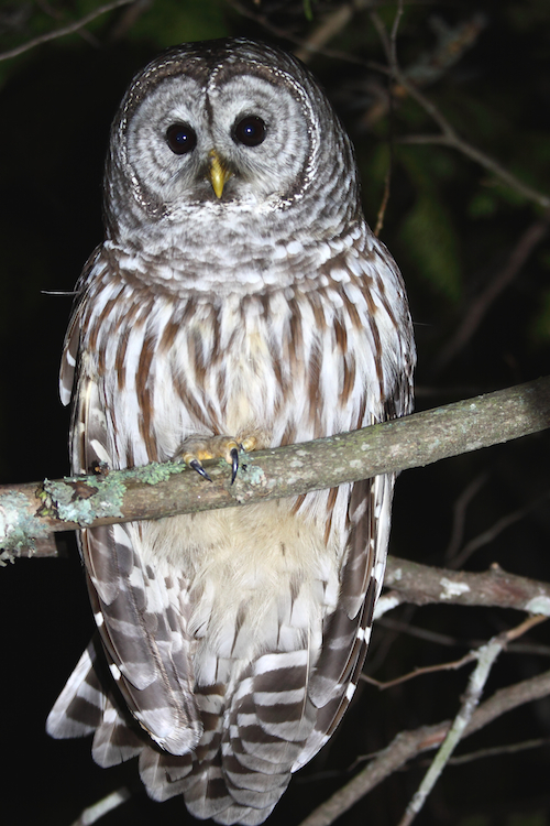 Image of Barred Owl