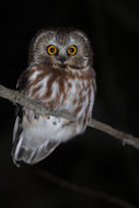 Image of Northern Saw-whet Owl