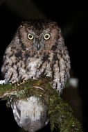 Image of Western Screech Owl