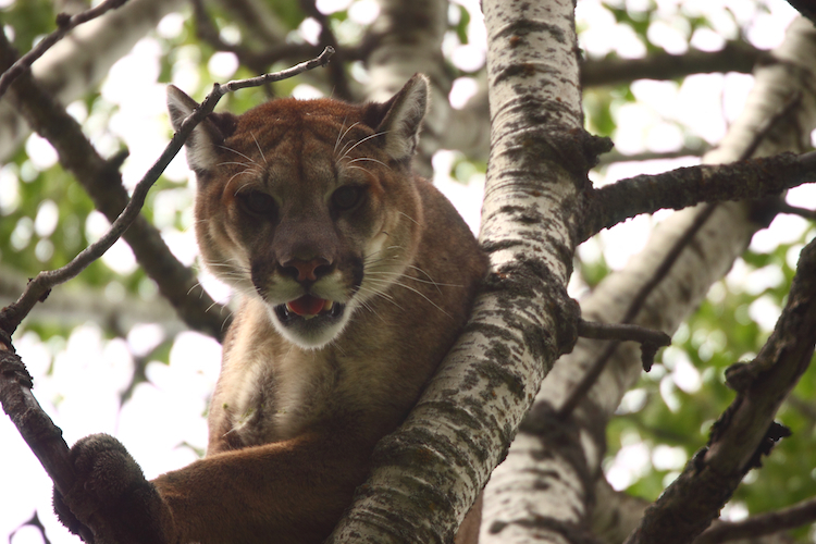 Image of Cougar