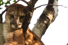 Image of Cougar