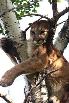 Image of Cougar