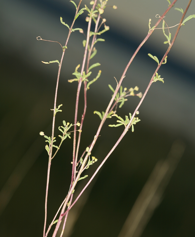 Image of Short-Stalk Stinkweed