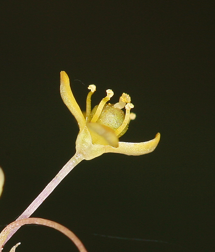 Image of Short-Stalk Stinkweed