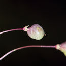 Image of Short-Stalk Stinkweed