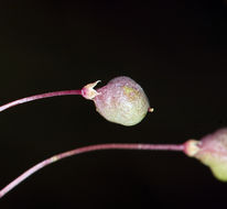 Image of Short-Stalk Stinkweed