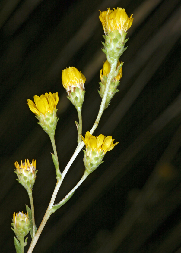 Image of clustered goldenweed