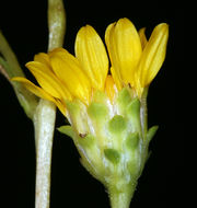 Image of clustered goldenweed