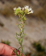 Image of whiteflower rabbitbrush