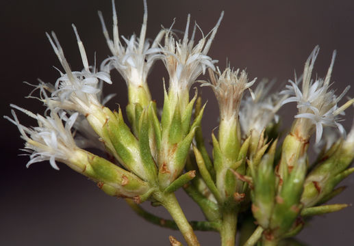 Image of whiteflower rabbitbrush