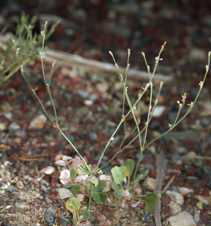 Image of Panamint Mountain buckwheat