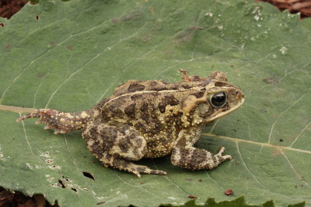 Image of Southern Round-gland Toad