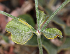 Image of Panamint Mountain buckwheat