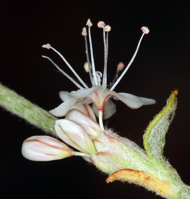 Image of Panamint Mountain buckwheat