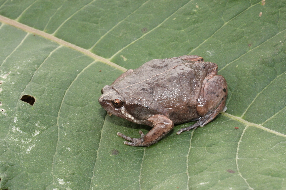Image of Mexican Narrow-mouthed Toad