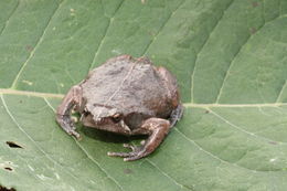 Image of Mexican Narrow-mouthed Toad