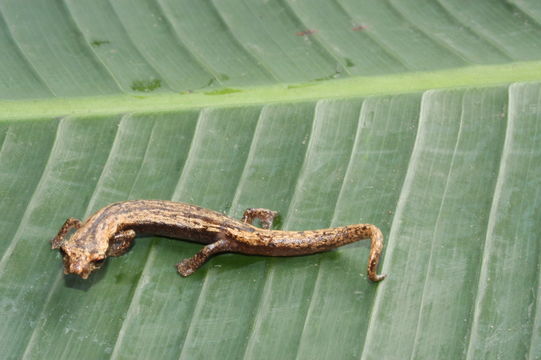 Image of Bolitoglossa nympha Campbell, Smith, Streicher, Acevedo & Brodie 2010