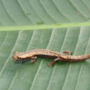 Image of Bolitoglossa nympha Campbell, Smith, Streicher, Acevedo & Brodie 2010