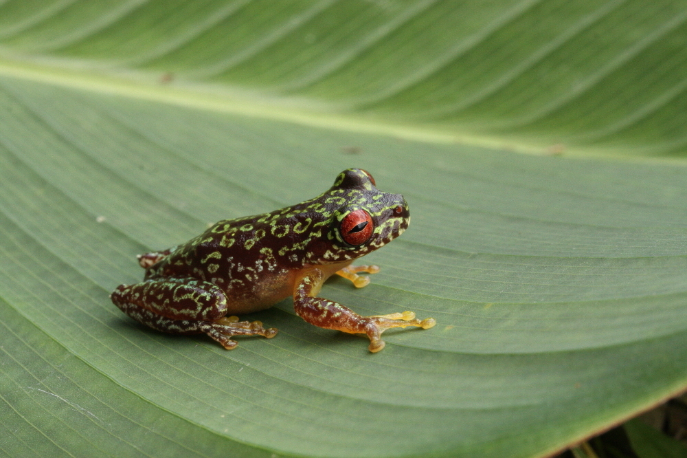 Image of Brook frog