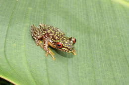 Image of Brook frog