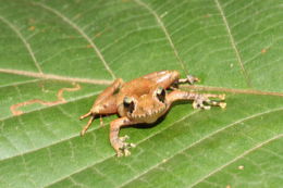 Image of Craugastor campbelli (Smith 2005)