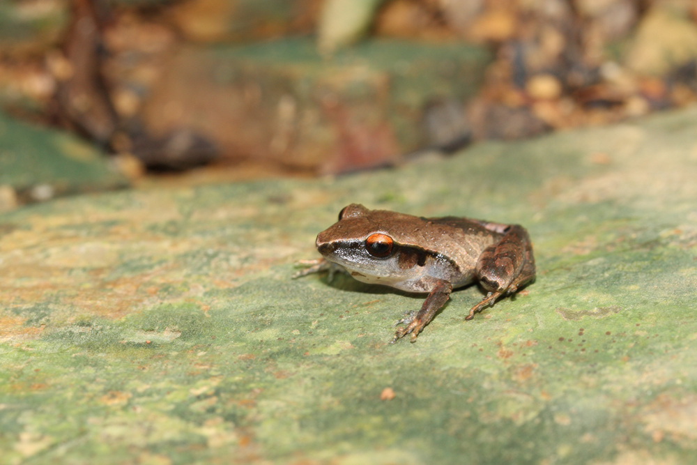 Image of Izabal robber frog