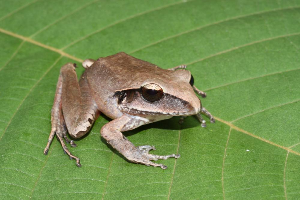 Image of Broadheaded Rainfrog
