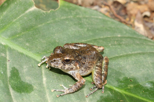 Plancia ëd Craugastor sandersoni (Schmidt 1941)