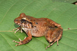 Image of Robber frog