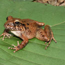 Image of Robber frog