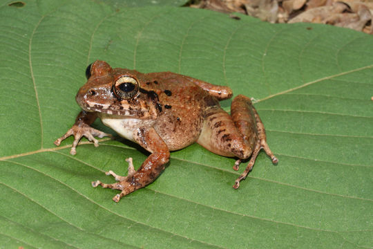 Image of Robber frog