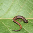 Image of Stuart’s Moss Salamander