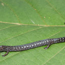 Image of Central American Worm Salamander