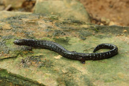Image of Central American Worm Salamander