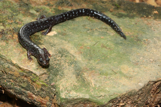 Image of Central American Worm Salamander