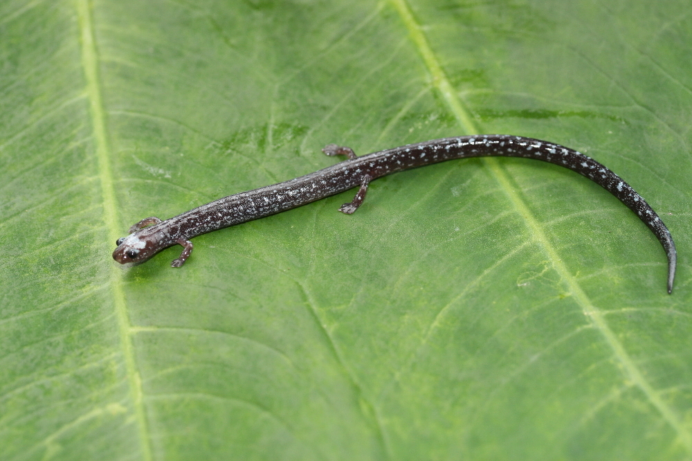 Image of Central American Worm Salamander