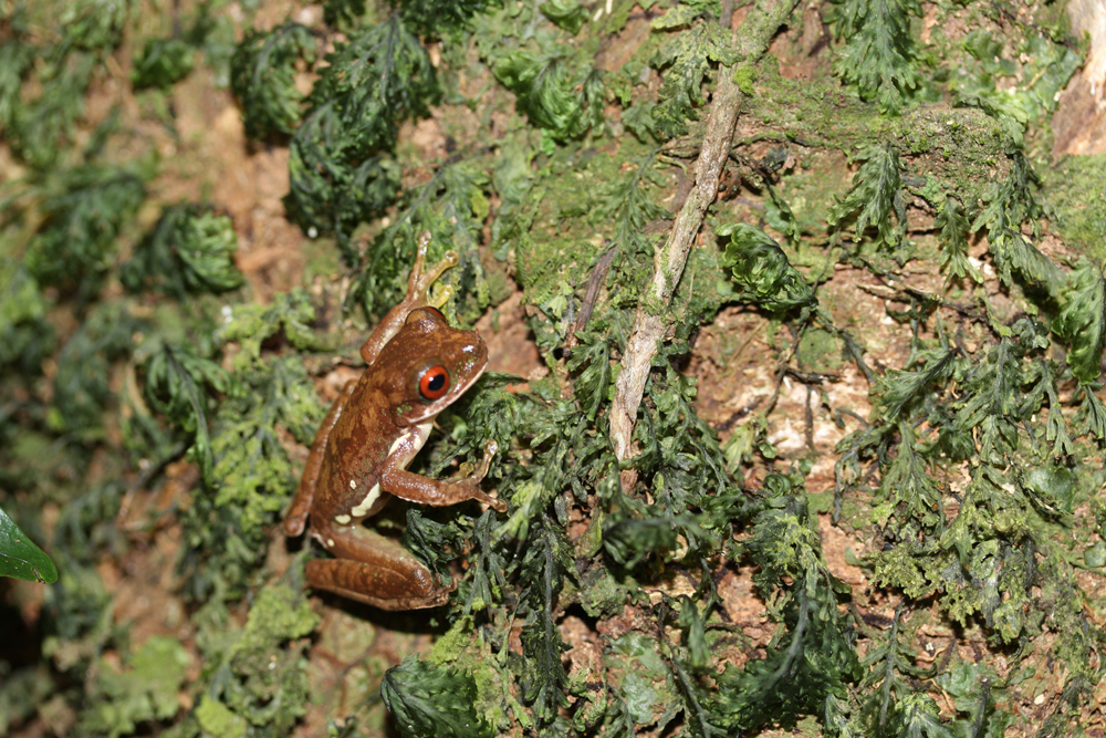 Sivun <i>Ptychohyla panchoi</i> kuva