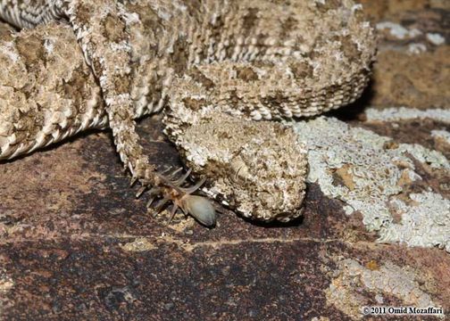 Image of Pseudocerastes urarachnoides Bostanchi, Anderson, Kami & Papenfuss 2006