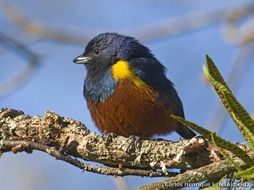 Image of Chestnut-bellied Euphonia