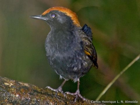 Image of Rufous-capped Antthrush