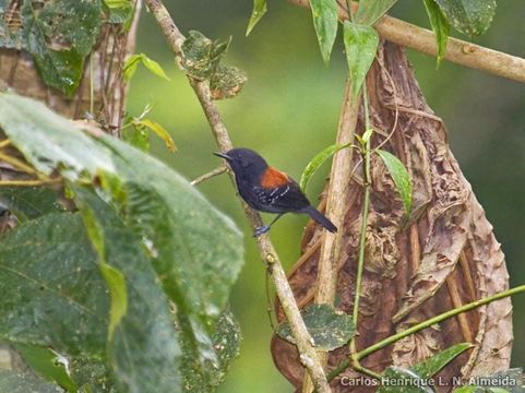 Image of Black-hooded Antwren