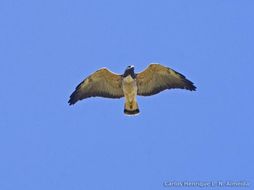 Geranoaetus albicaudatus (Vieillot 1816) resmi