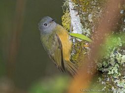 Image of Gray-hooded Flycatcher